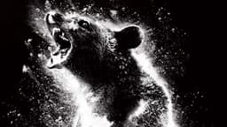 Cocaine Bear