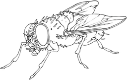 Flies Collective