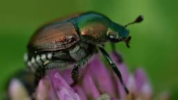 Fabulous Insects - Beetles